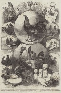 O show de aves de Natal de Birmingham, prêmios